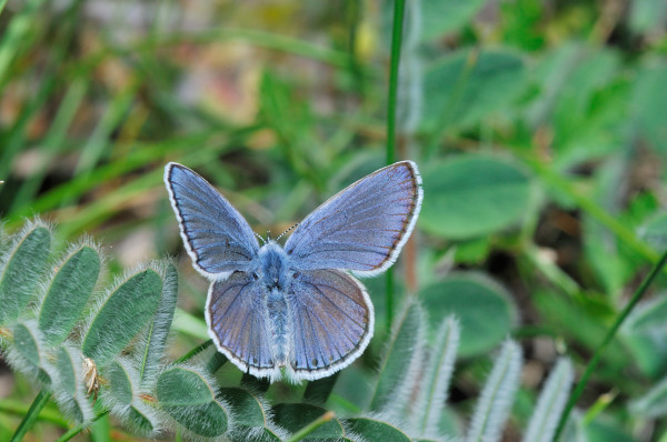 Plebejus (Plebijides) pylaon  trappi /  Plebejus trappi